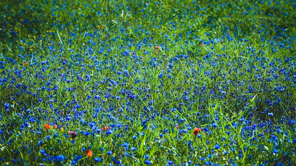 ดอกไม้ที่มีสีสันในวันฤดูร้อนในอัมเบรีย อิตาลี — ภาพถ่ายสต็อก