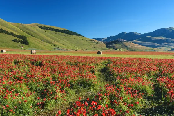 Blühender roter Mohn an einem Sommertag in Umbrien, Italien. — Stockfoto