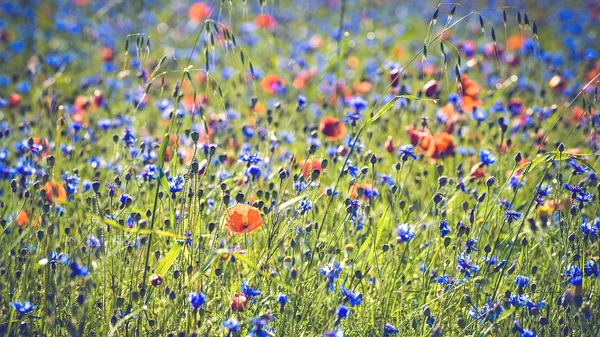 Berkembang bunga-bunga berwarna-warni selama musim panas di Umbria, Italia — Stok Foto