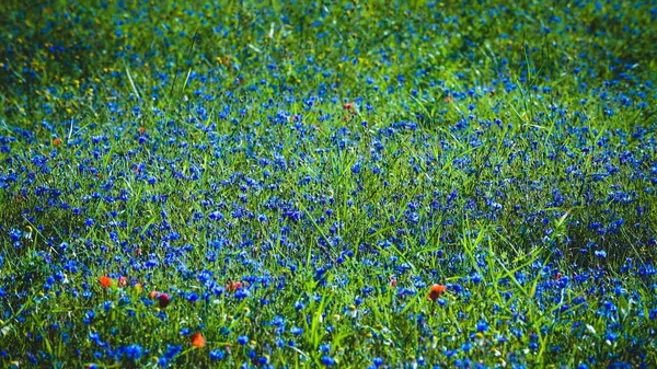 Blühende bunte blumen während des sommertages in umbrien, italien — Stockfoto