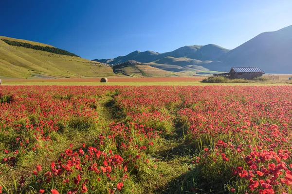 Bunga poppy merah selama musim panas di Umbria, Italia . — Stok Foto