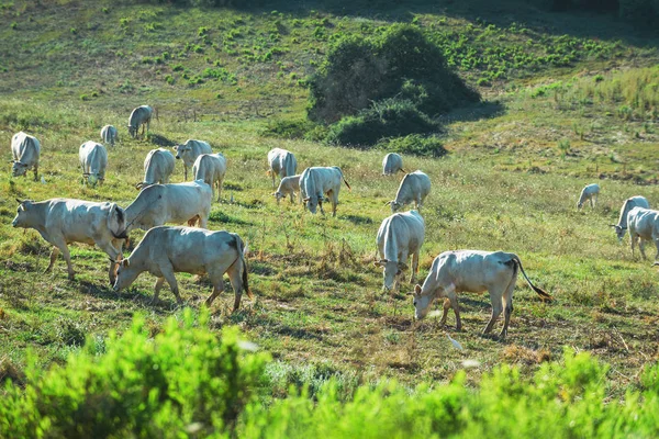 Kalles chianina ku beiter på engen i Toscana. . – stockfoto