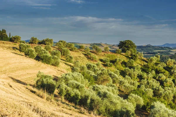 Tanah pedesaan tua dengan pohon zaitun di lereng bukit — Stok Foto