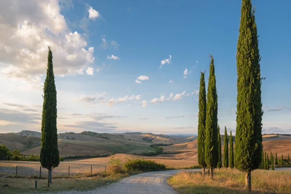 Beautiful picturesque view of the road and cypress trees. — Stock Photo, Image