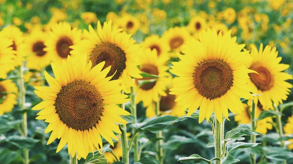 Yellow tuscan sunflowers in summer sunny day — Stock Photo, Image