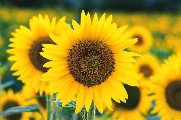 Tournesols toscans jaunes en été journée ensoleillée — Photo