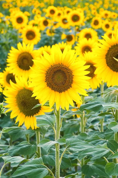 Tournesols toscans jaunes en été journée ensoleillée — Photo