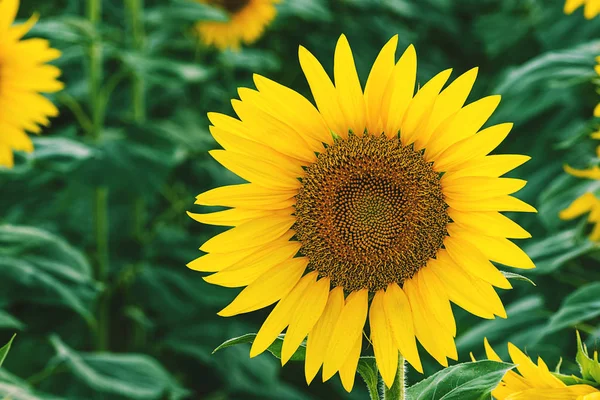 Tournesols toscans jaunes en été journée ensoleillée — Photo