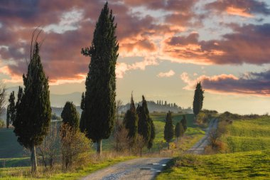 Yeşil alanlar arasında selvi ağaçları ile sarma yollar.