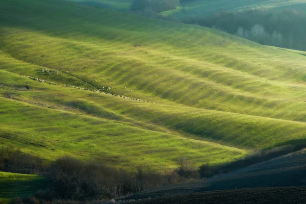 Ovejas pastando al sol en los campos . — Foto de Stock