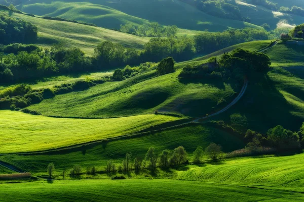 Campos verdes en primavera día soleado — Foto de Stock