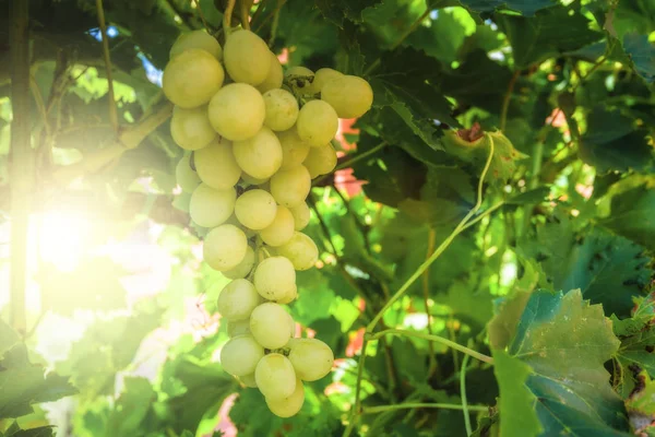Uvas blancas colgando en un arbusto en un hermoso día soleado — Foto de Stock