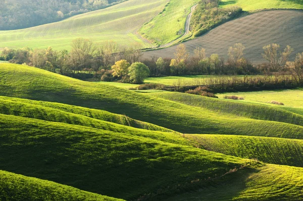 Pastorala grönt fält med långa skuggor i Toscana, Italien — Stockfoto