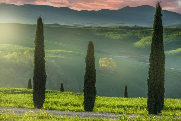 Tuscan paths with fields and cypresses — Stock Photo, Image