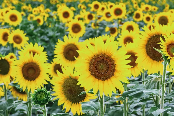 Tournesols jaunes en Toscane — Photo