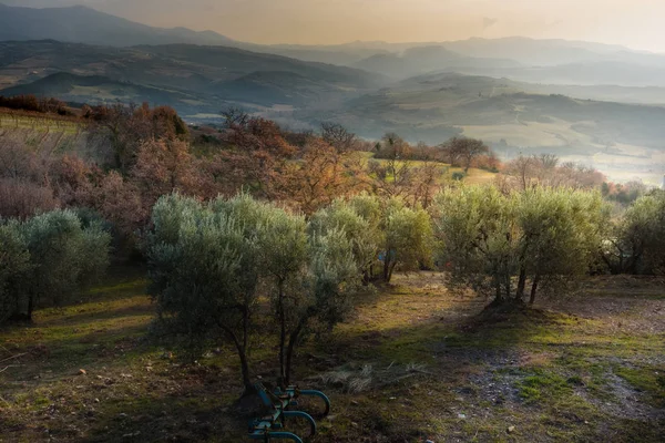 Menakjubkan lanskap pohon zaitun saat matahari terbenam di Tuscany . — Stok Foto