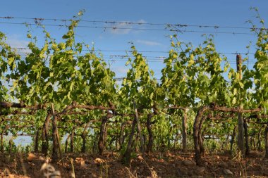 Rising sun güneşin şaşırtıcı şaraphane