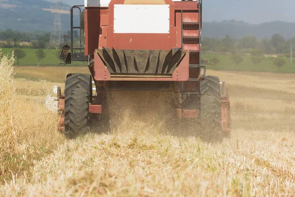 Summer mowing of corn in yellow fields — Stock Photo, Image