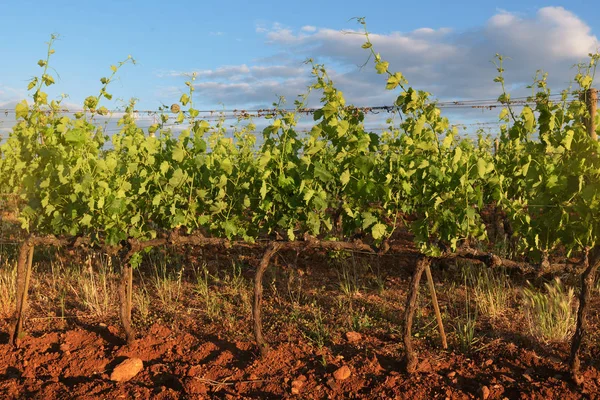 Överraskande winery i solen stiger solen — Stockfoto