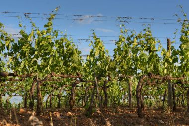 Rising sun güneşin şaşırtıcı şaraphane