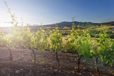 Rising sun güneşin şaşırtıcı şaraphane