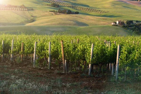 Sorprendente bodega al sol naciendo el sol — Foto de Stock