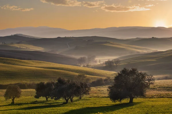 Câmpuri Toscane Măslini Răsăritul Soarelui Într Ceață Mistică — Fotografie, imagine de stoc