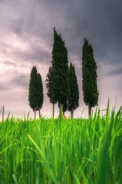 Zöld füves tavaszi táj fákkal — Stock Fotó