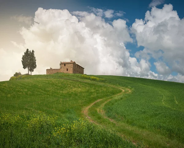 Green grassy spring landscapes with trees — Stock Photo, Image