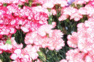 Sihirli Toskana, Monticchiello bir ortaçağ kenti sokaklarında.