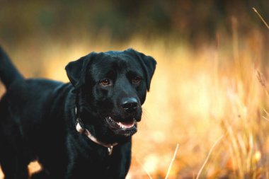 Sonbahar ormanında Kara Labrador