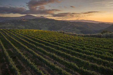 Yukarıdan insansız hava aracıyla çekilmiş Toskana üzüm bağları.