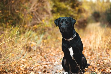 Sonbahar ormanında Kara Labrador