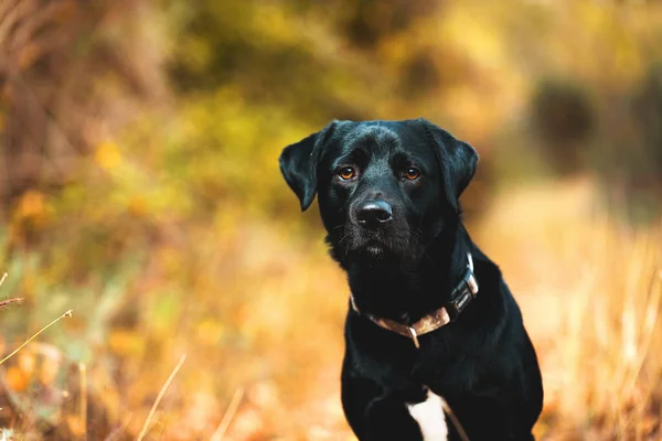 Labrador าในป าฤด ใบไม — ภาพถ่ายสต็อก