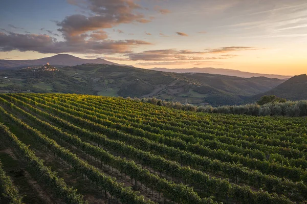 Vinhas Toscanas Pitorescas Cima Por Drone — Fotografia de Stock