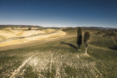Güzel tarlaların ortasında vahşi ağaçlar..