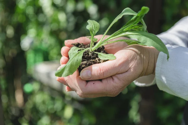 Natura Jako Medycyna Biologiczna Dzień Ziemi Dłoni — Zdjęcie stockowe