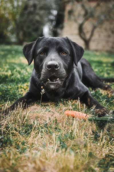 Anjing Hitam Alami Taman Pada Hari Yang Cerah Depan Rumah — Stok Foto