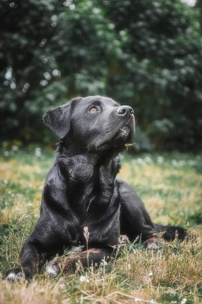 Naturlig Svart Hund Trädgården Solig Dag Framför Huset — Stockfoto