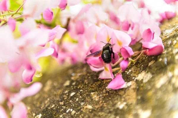 Acacia Rosa Colgando Pared Miel Abeja Recogiendo Néctar Interior Imágenes De Stock Sin Royalties Gratis