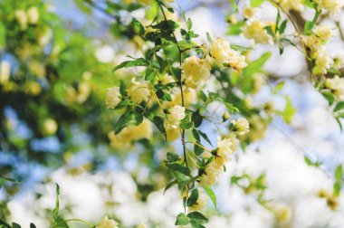 Ağaçta açan beyaz bahar çiçekleri