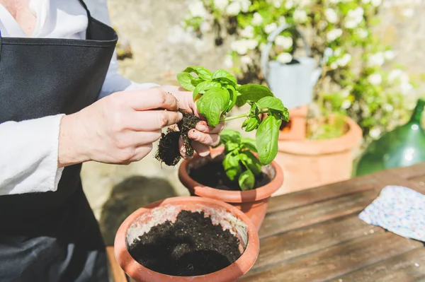 Planting Green Basil Garden Wooden Table — Stock Photo, Image