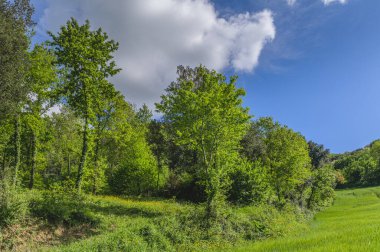 Güneşli bir bahar gününde yeşil manzara