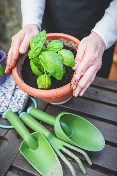 Planting Green Basil Garden Wooden Table — Stock Photo, Image