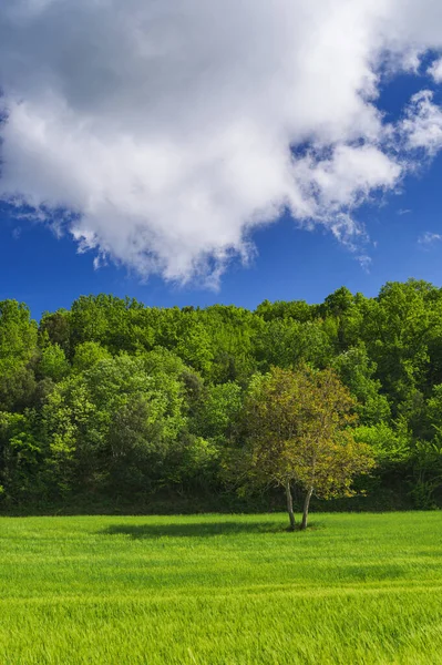 Grüne Landschaft Einem Sonnigen Frühlingstag — Stockfoto