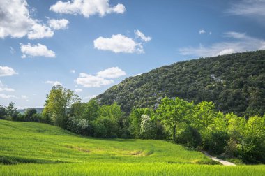 Güneşli bir bahar gününde yeşil manzara