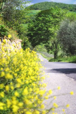 Güneşli bir bahar gününde yeşil manzara