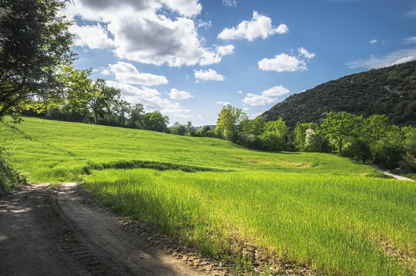 Grüne Landschaft Einem Sonnigen Frühlingstag — Stockfoto