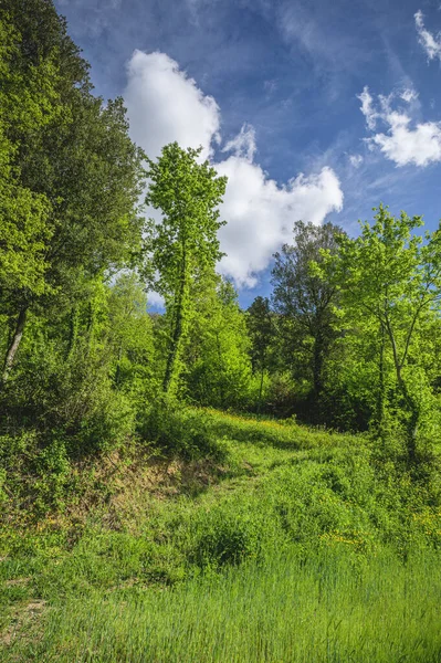 Grüne Landschaft Einem Sonnigen Frühlingstag — Stockfoto