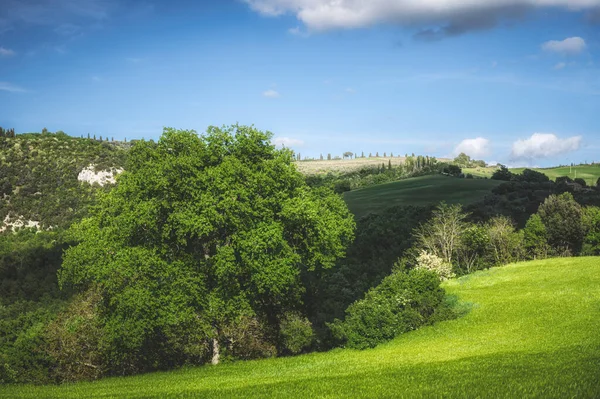 Groen Landschap Een Zonnige Lentedag — Stockfoto